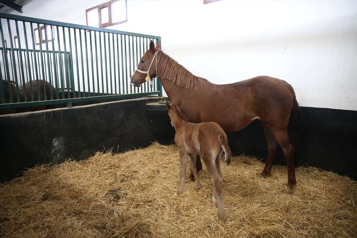 TİGEM’de 120 Safkan Arap Tayı satışa çıkacak 11